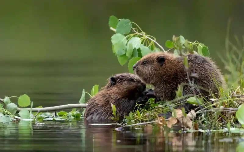 两只饥饿的小河狸|欧亚河狸宝宝,芬兰 (08 danny green/minden