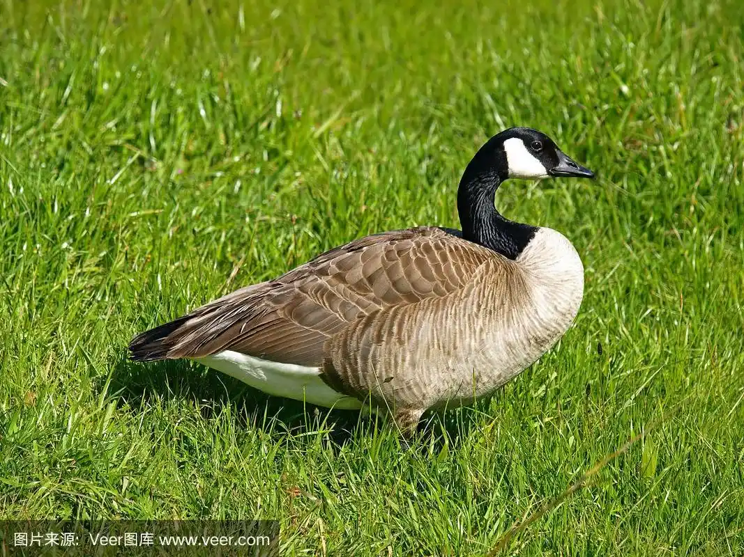 草地上的加拿大野鹅(加拿大野鹅)