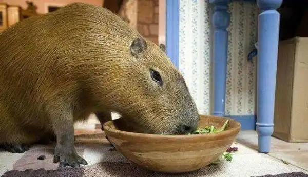 朋友养了一只将近一百公斤的大老鼠,想不到却和家里的猫咪成了好朋友