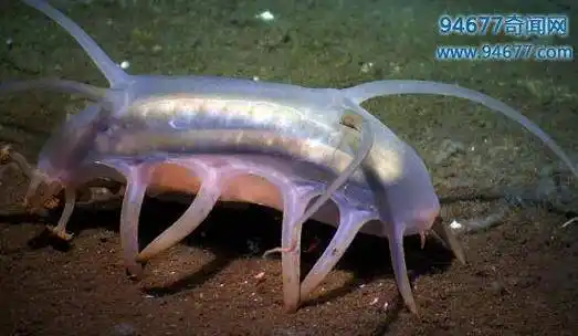 动物 甲壳类 550_320