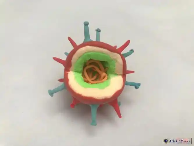 感受细胞之美丨生物模型制作大赛展览来啦