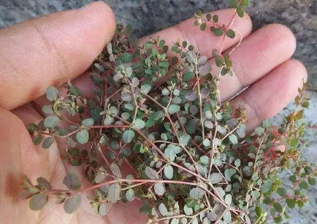 农村常见野草血见愁过去是武行人的最爱如今却被拿来喂鸡