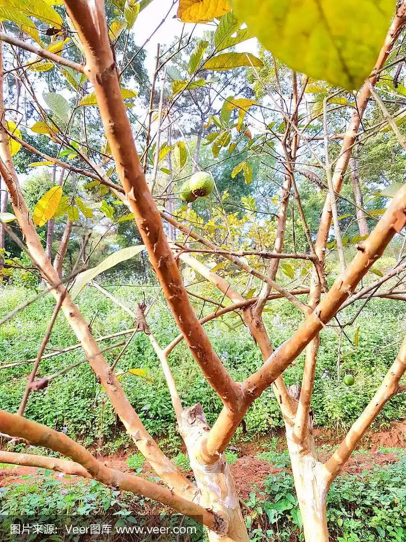 番石榴树的果实