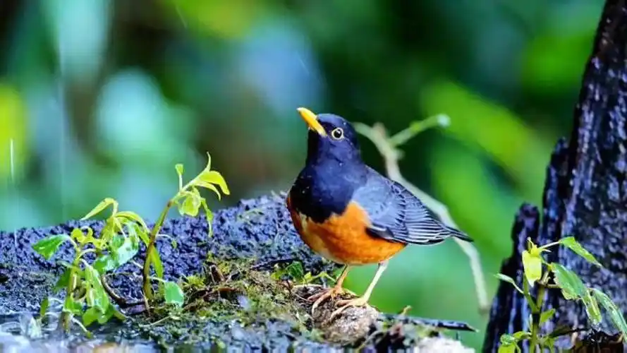 黑胸鸫#动物鸟世界 #野生鸟类摄影 #黑胸鸫