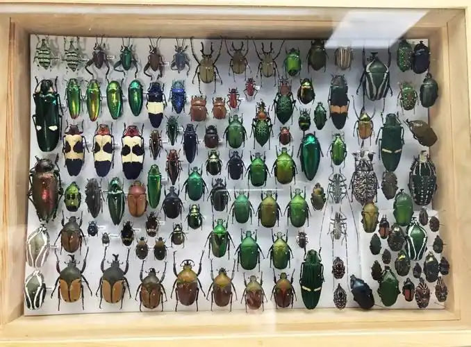 介绍甲虫吃什么,甲虫哪里才能见到,甲虫怎么养?