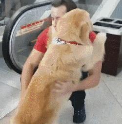 虽然狗子长得有点大,可是抱在怀里还真像个小宝贝,引得路人频频回头.