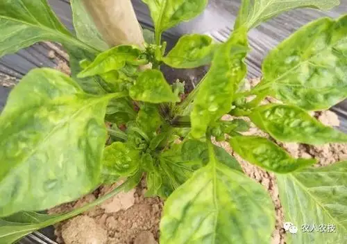 5种药害大辨别!农药使用不当危害多