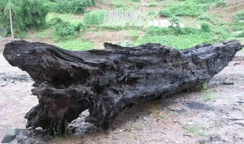 绵阳一建筑工地挖出40米罕见乌木!距今或已万年.究竟价值几何?