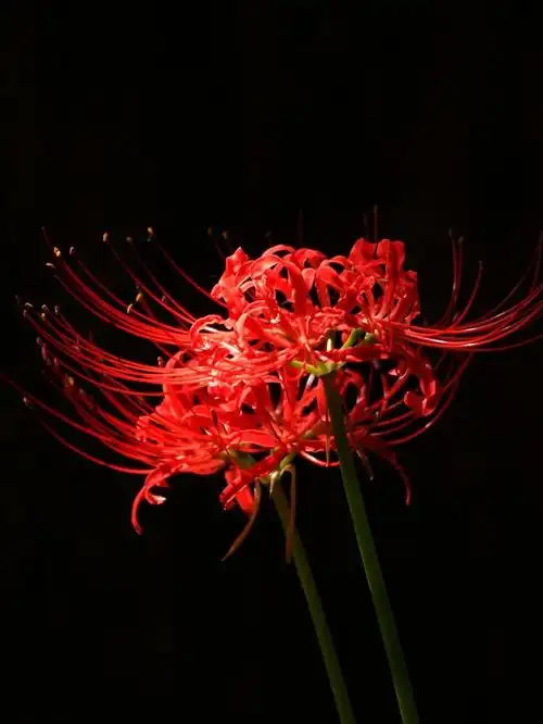 曼珠沙华图片第27张