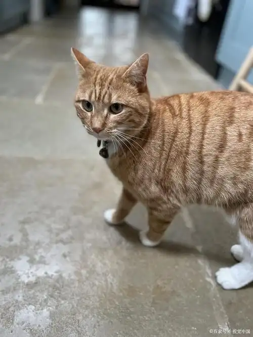 中华田园猫是中国的一种本土猫种,也是目前国内比较受欢迎的家猫之一.