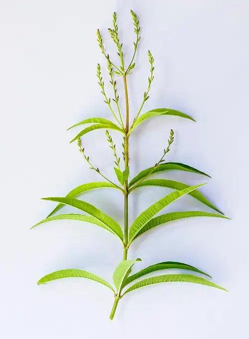 水蜜桃树叶孤纯白背景图-图下载-图库-图购买-vcg图库