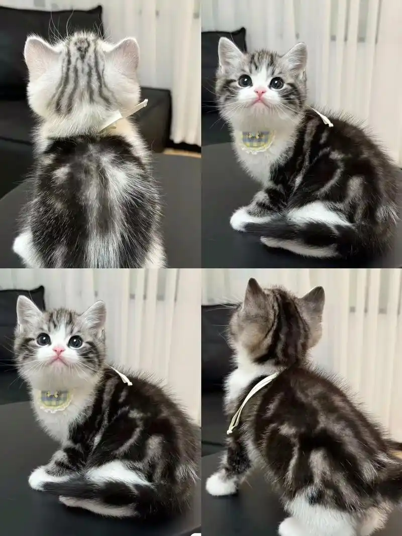 纯种美短,两个多月大,定期打了二针疫苗做了体内外驱虫,纯种健康