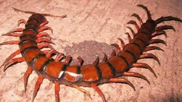 屠夫案板藏百年血蜈蚣,方圆五尺蝇虫不敢接近,却招来大祸