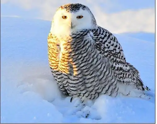 地球上12种北极动物:北极熊最爱吃海豹(图)(7)