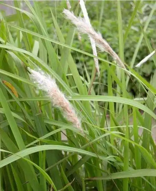 农村随处可见的一种杂草, 身上有一宝, 吃它不仅降压, 还治肝病!