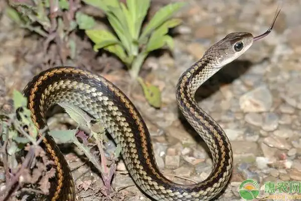 蛇的种类有哪些不同的蛇有什么药用功效