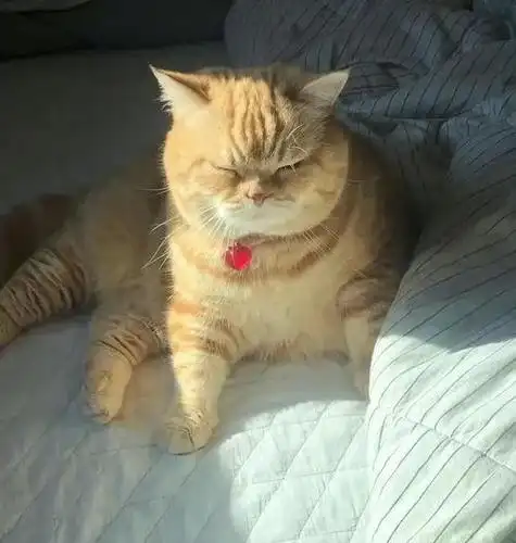 胖橘猫头像男生用 男生头像图片大全 -【爱个性】