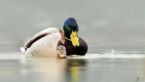 绿头鸭交配的故事