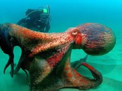 北太平洋巨型章鱼