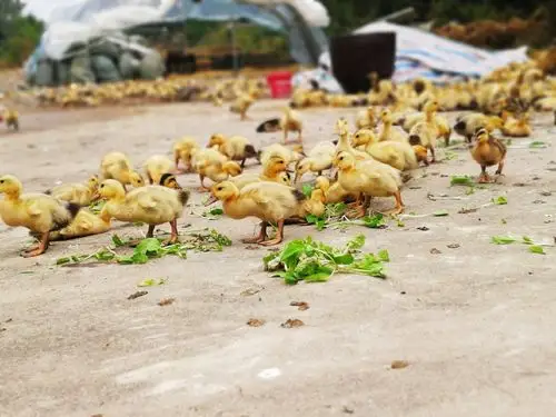 鸭子第一次到棚外溜达,第一次吃青菜