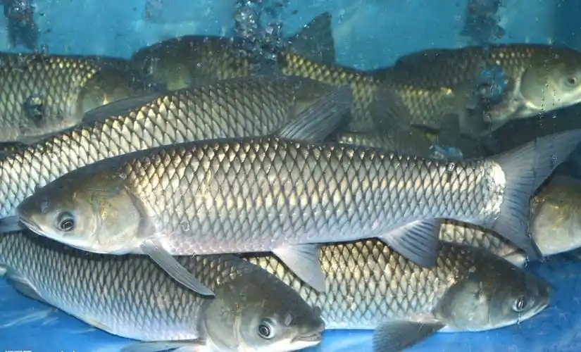 秋天让草鱼迅速生长的6个方式