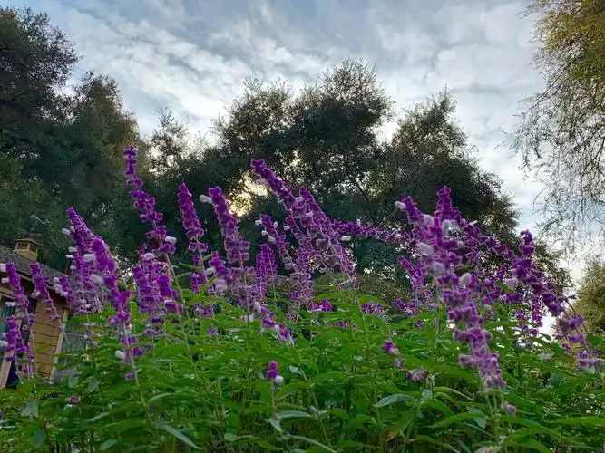 寻找他乡之美丽花卉:鼠尾草与薰衣草