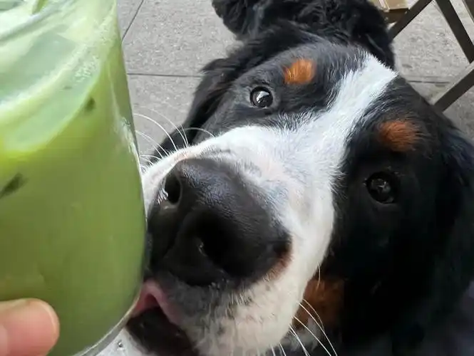 为什么香香的食物我都只能闻一闻