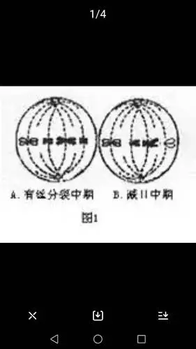 有丝分裂中期与减数第二次分裂中期染色体在赤道板上不同