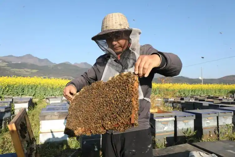 罗平养蜂人云集花海酿甜蜜