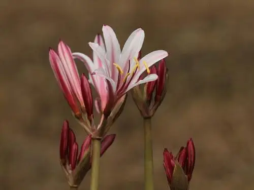 【花卉】香石蒜|石蒜科