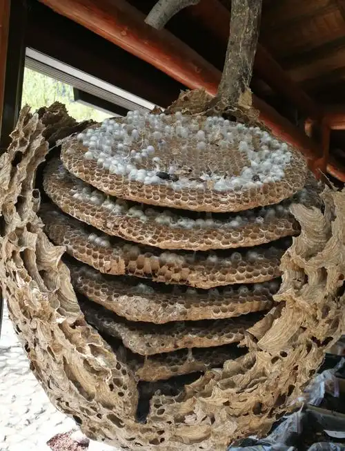 太行山里十分罕见的大马蜂窝,据老乡说至少有十年以上的构造期才能