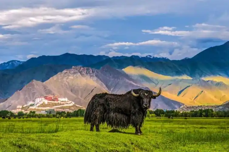 牛年,带你到西藏看牦牛