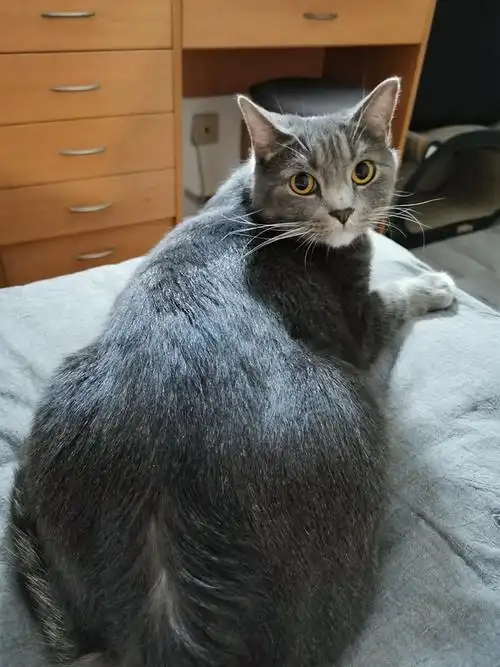 晒晒我家的蠢萌蓝猫串串