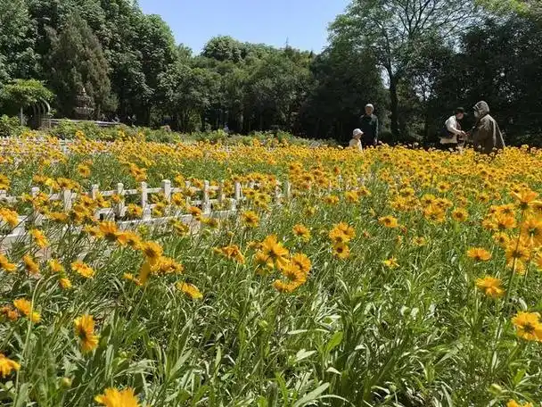 齐鲁网·闪电新闻5月22日讯 济南经十路的济南花圃公园,初夏时节,成了