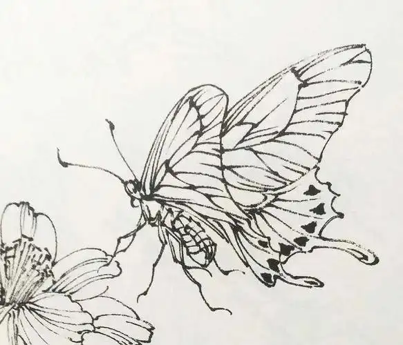 国画里草虫线稿|蝈蝈|蟋蟀|螳螂|凤蝶_网易订阅