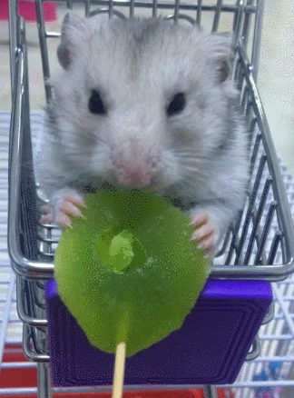 小兔兔可爱搞笑吃糖购物车gif动图_动态图_表情包下载_soogif