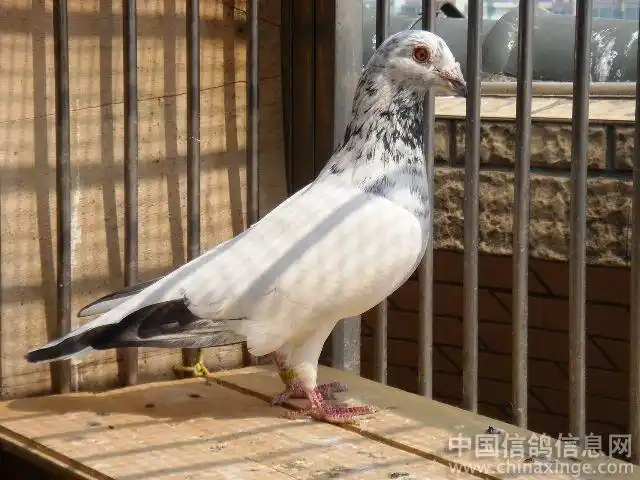 "苍白骑士"辉煌一生-中信网信鸽园地