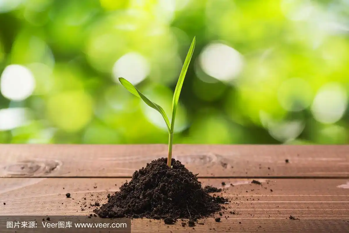 新的生活.春天嫩芽在木桌上发芽