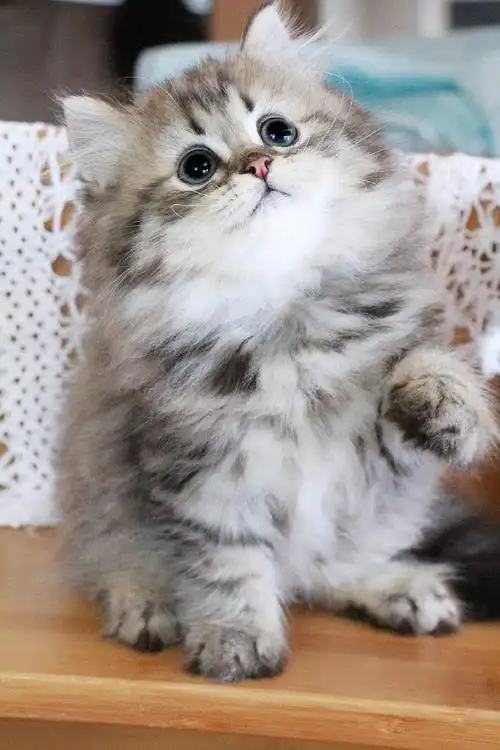 金虎斑高地长毛弟弟