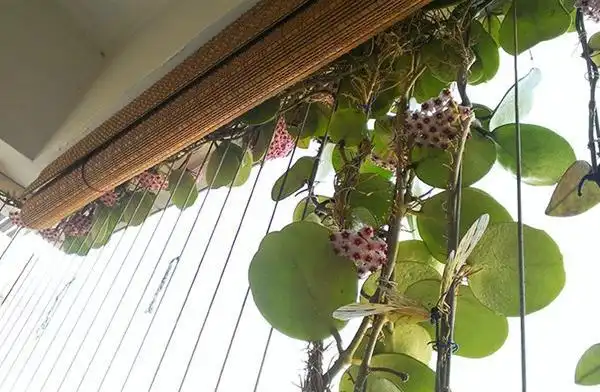 球兰图片大全球兰怎样搭架子好看