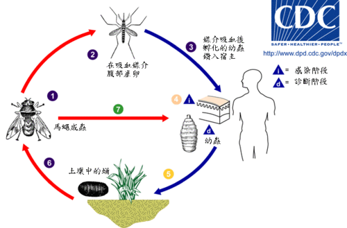 人类马蝇生活史