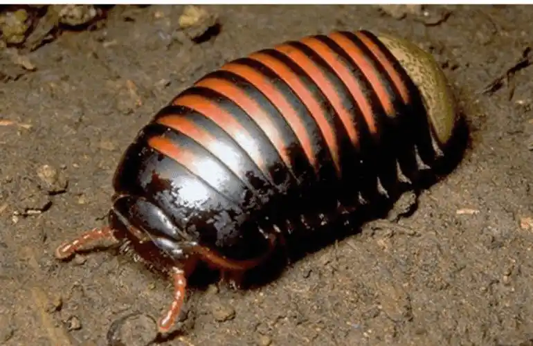 西瓜虫的身体有几节呢