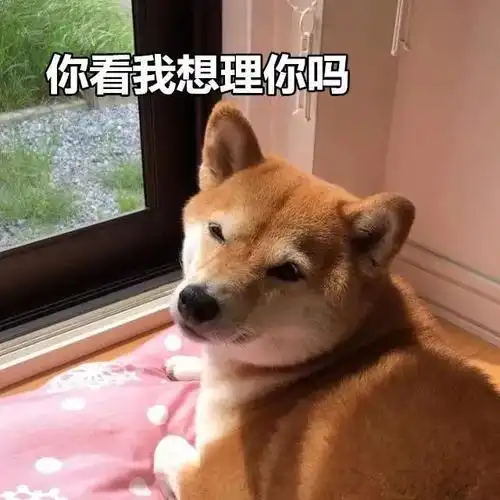 一大波柴犬表情包——以前我没得选,现在我想做个好狗