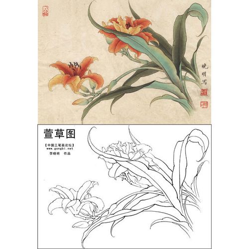 李晓明工笔画白描底稿花卉小品图萱草图实物线描稿打印稿l329