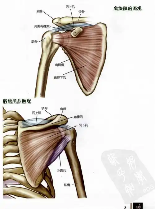健身解剖学之肩膀训练