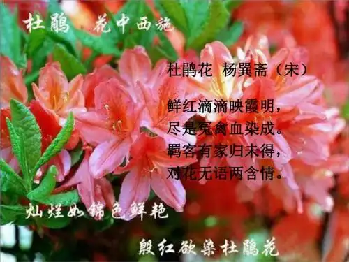 中国十大名花诗句之杜鹃花杨巽斋.ppt 2页