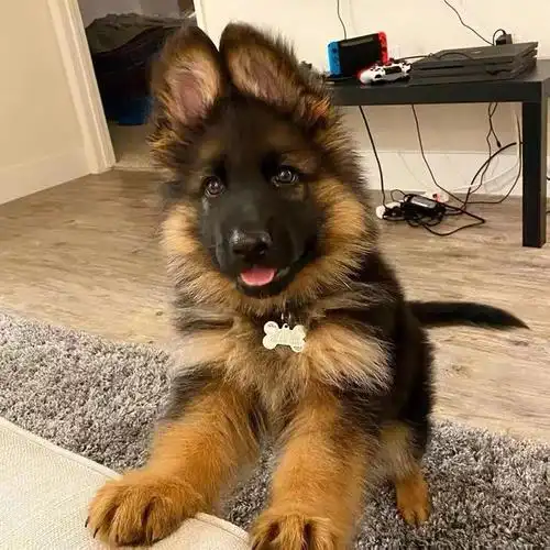 无偿领养德国牧羊犬幼犬活体看家护院狼狗军犬警犬黑背德牧宠物狗