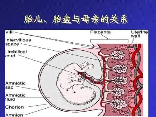 胎儿,胎盘与母亲的关系