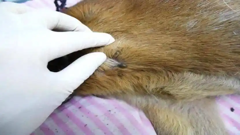 (体外寄生虫篇)