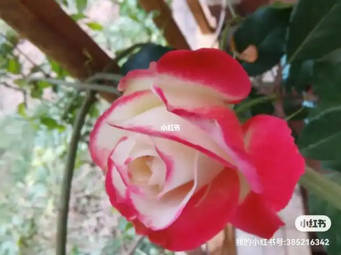 月季摩纳哥公爵玫昂月季